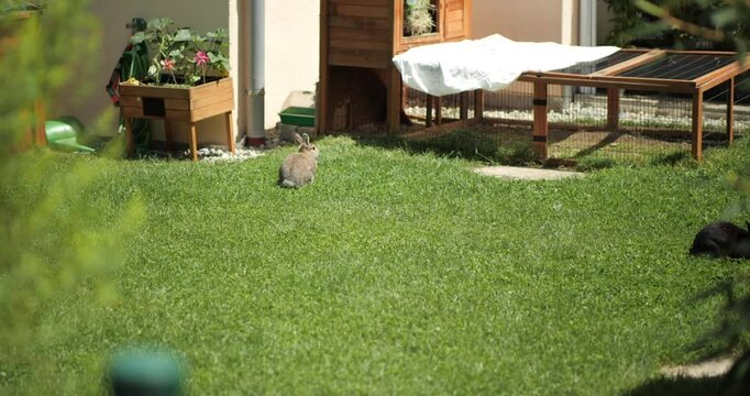 Video von zwei Hasen in sch&ouml;nem Garten, C4K, ProRes