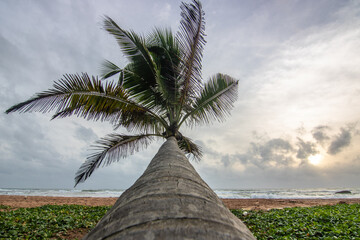 Landscape by the sea and sandy beach. A palm tree juts into the picture and gives a special touch to the sunset on the beach in Bentota, Sri Lanka, Asia