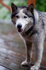 A gray stray dog got wet in the rain. The dog shakes off the water. Splashes are flying in all directions.