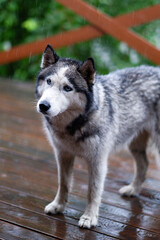 A gray stray dog got wet in the rain. The dog came to the terrace to shelter from the rain.