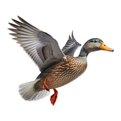 flying duck isolated on transparent background cutout