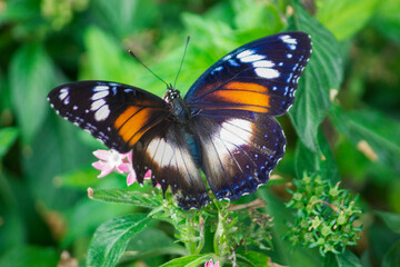 Hypolimnas bolina or called the blue moon butterfly, the species found from Madagascar to Asia and Australia.