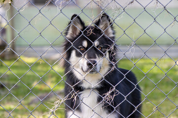 Dog looking through fence