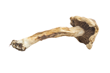 Dried mushroom isolated on transparent and white background.PNG image	