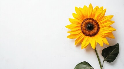 A single vibrant sunflower in full bloom, placed on a crisp white background. Bright yellow petals contrast with the simplicity of the setting.