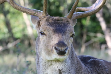 close-up of a young fallow deer's head with antlers looking at the camera