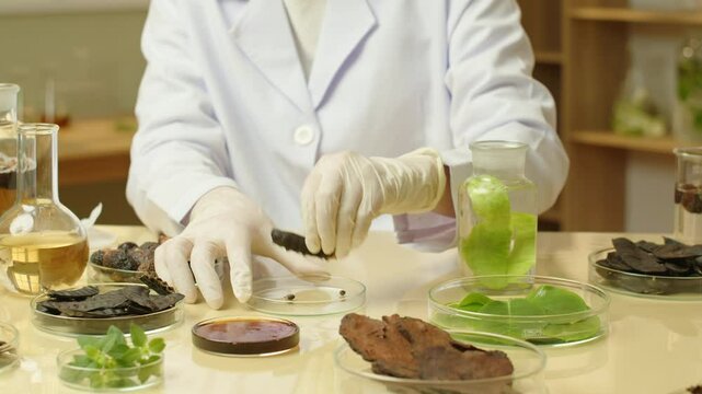 A high-quality video template shows a warm-tone laboratory featuring scientists placing soapberry seeds in a petri dish, surrounded by experimental materials and specimens.