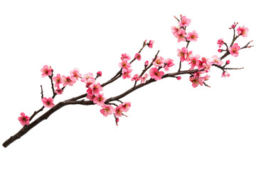Cherry blossom branch isolated on transparent and white background.PNG image	