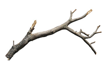 Broken tree branch isolated on transparent and white background.PNG image	