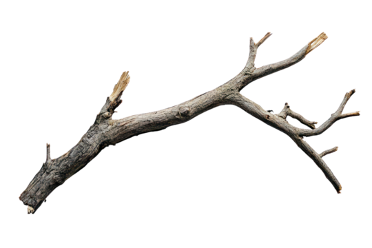 Broken tree branch isolated on transparent and white background.PNG image	