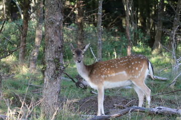 a young, sweet fallow deer stands between the trees and looks at the camera