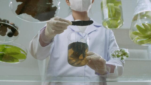 In a video sample taken from the bottom up, a researcher soaks locust fruit in the solution in the beaker adjacent to petri plates filled with different herbal constituents in a contemporary lab.