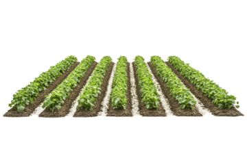 Growing organic farm with rows of crops  isolated on transparent and white background.PNG image	