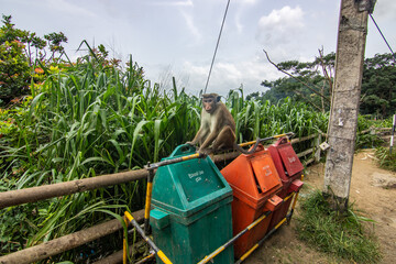 Landscape shot with monkeys in the fertile highlands in the subtropical climate. Street with great...