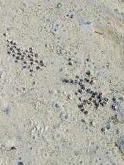 Sand bubbler crabs scuttling on the beach
