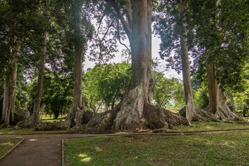 Landscape and old trees in a day with rainy weather. Peradeniya Royal Botanical Garden, Kandy, Sri Lanka