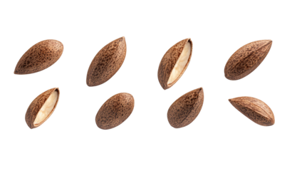 brazil nut isolated on white background