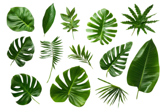 Tropical leaves in traditional crafts on isolated on transparent and white background.PNG image,