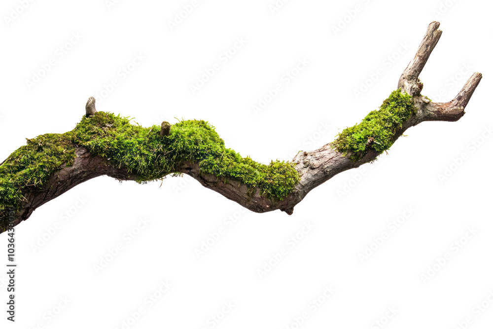 Poster tree branch with moss isolated on transparent background,png image.