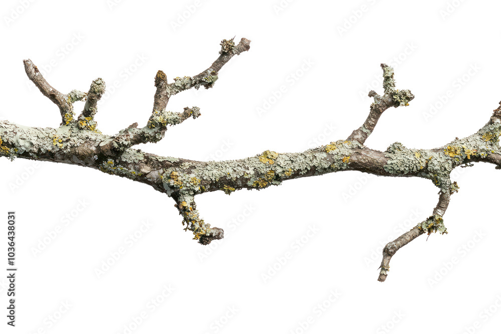 Poster tree branch with lichen isolated on transparent background,png image.