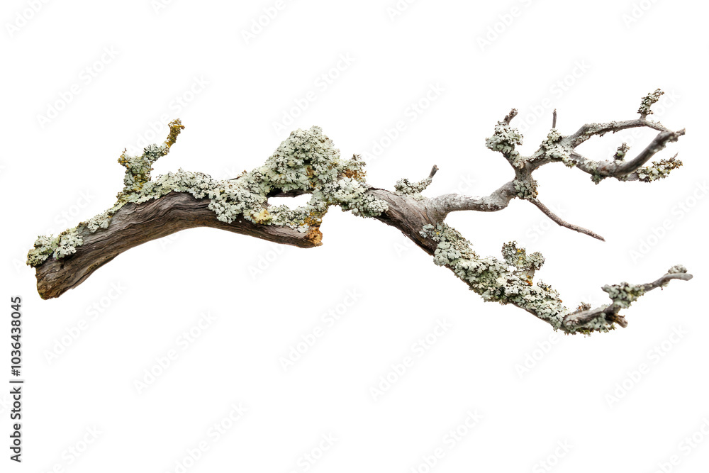 Poster tree branch with lichen isolated on transparent background,png image.