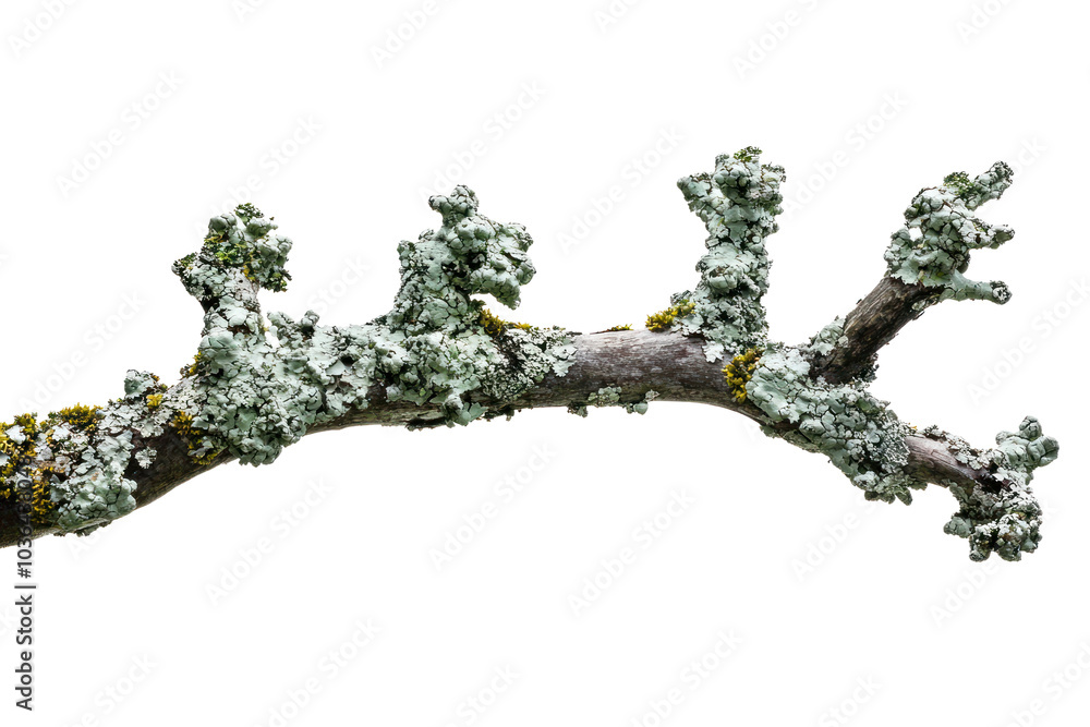 Poster tree branch with lichen isolated on transparent background,png image.