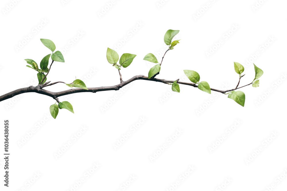 Poster tree branch with leaves isolated on transparent background,png image.