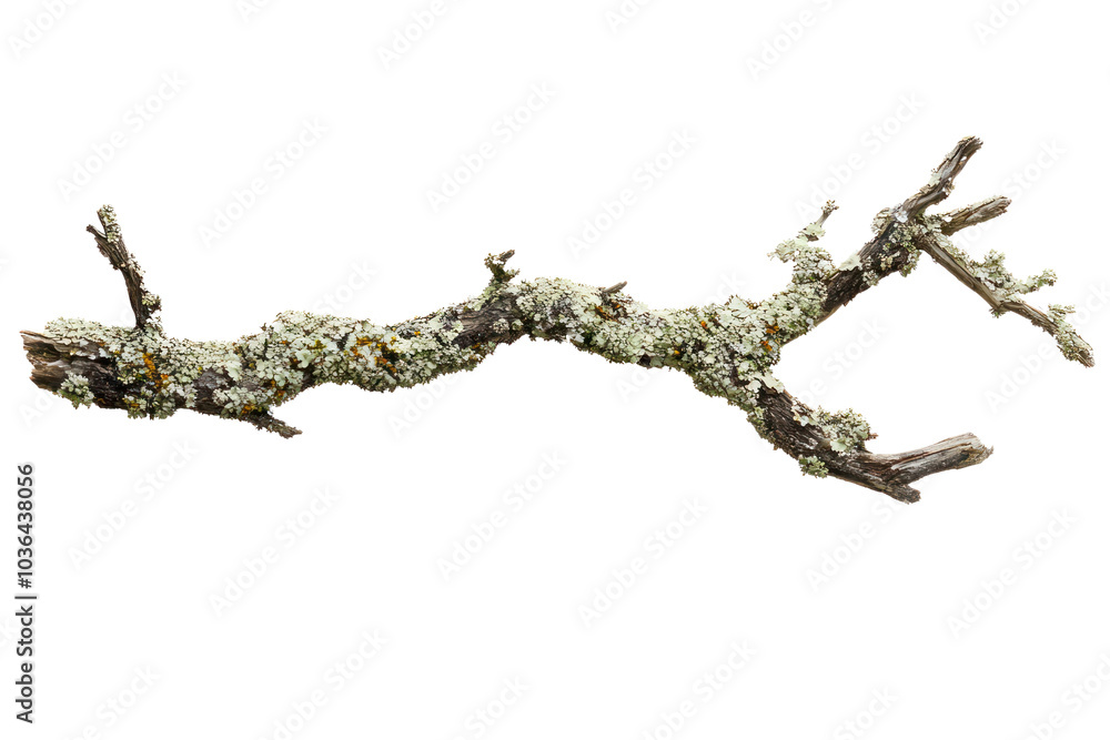 Poster tree branch with lichen isolated on transparent background,png image.