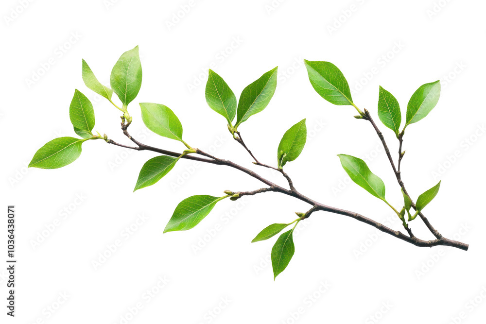 Poster tree branch with leaves isolated on transparent background,png image.