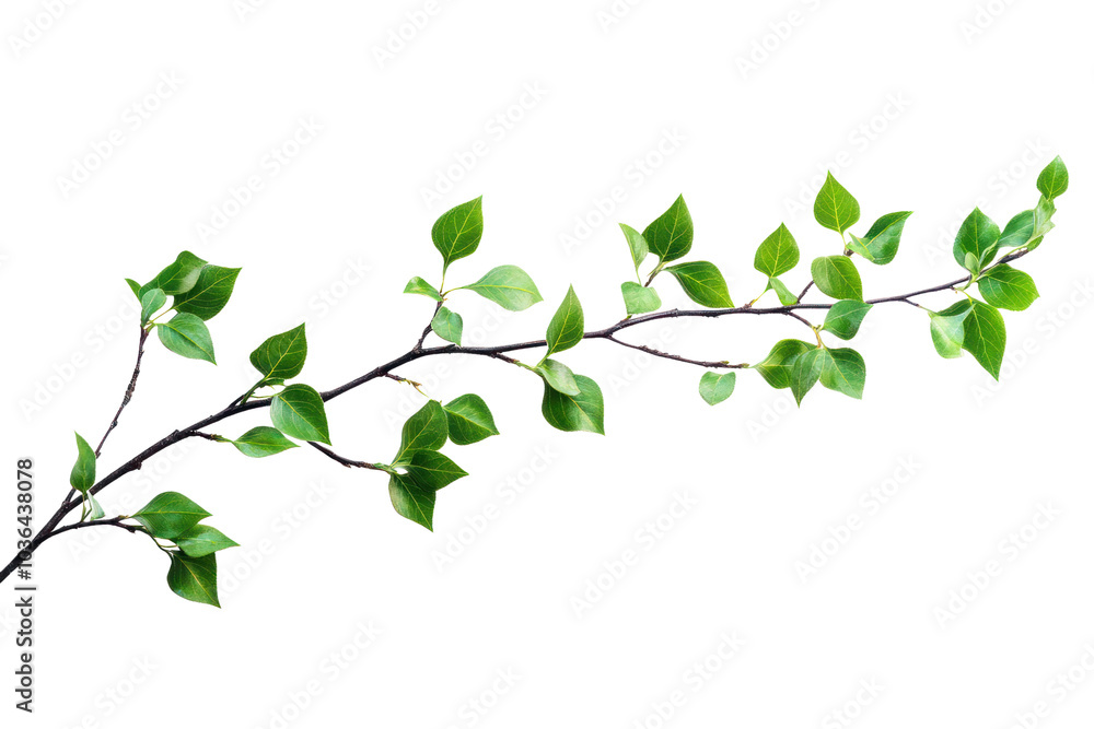 Poster tree branch with leaves isolated on transparent background,png image.