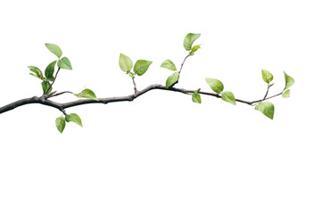 Obraz premium Tree branch with leaves isolated on transparent background,PNG image. 