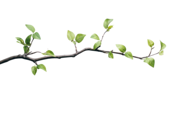 Tree branch with leaves  isolated on transparent background,PNG image.	
