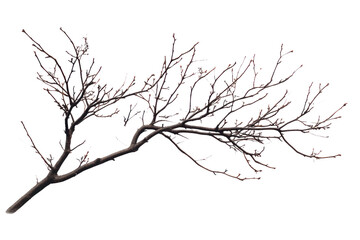 Obraz premium Tree branch pattern on isolated on transparent and white background.PNG image,