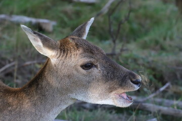 beautiful portrait of a young fallow deer