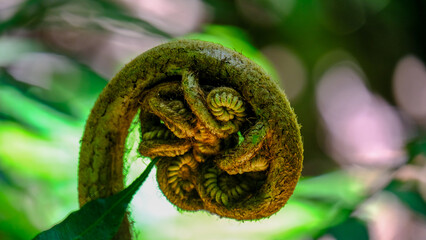 Closeup of coiled fern plant in forest of Moorea Island, French Polynesia, South Pacific