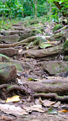 Scenic view of Three Pines hiking trail through forest environment with rocky and root covered path on Moorea Island in French Polynesia