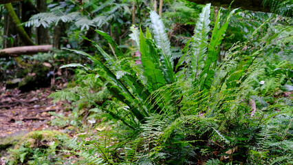 Closeup of lush green ferns and plants on Three Pines hiking trail through forest environment on Moorea Island in French Polynesia