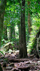 Scenic view of Three Pines hiking trail through beautiful forest landscape of trees and plants on Moorea Island, French Polynesia, South Pacific