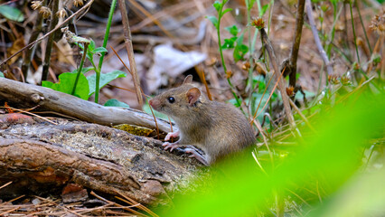 Closeup of cute brown mouse sitting on a branch in forest on Moorea Island in French Polynesia