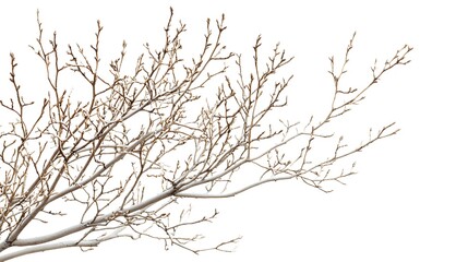 Obraz premium Bare Branch Isolated Against White Background