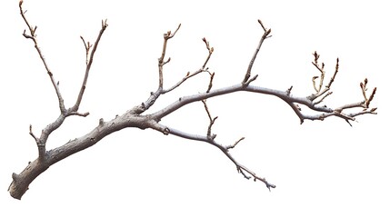 Obraz premium Bare Branch Isolated Against White Background