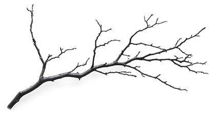 Bare Branch Isolated Against White Background