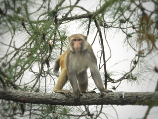 a long macaque portrait shot of monkey in natural habitat
