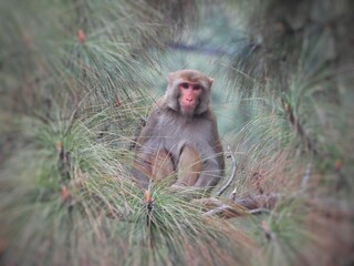 portrait shot of monkey in natural habitat