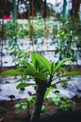 Young Plant in a Lush Garden Setting, Lush Green Rice Fields Under Clear Blue Skies in Tropical Landscape