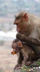 close-up shot of monkey sitting on a retaining wall against sky
