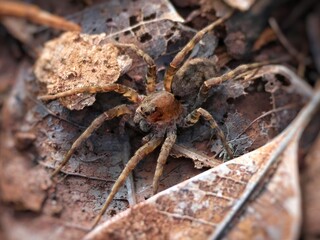 Closeup shot of a wolf spider