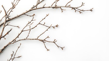 Obraz premium A Bare Branch on a White Background
