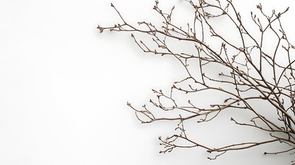 Obraz premium A Bare Branch on a White Background