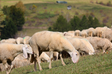 Fototapeta premium white sheep grazing freely in the field among the flock with other livestock
